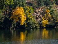 Herbstlich leuchtende Büsche und Sträucher am Douroufer